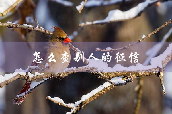 怎么查别人的征信（如何查他人征信）