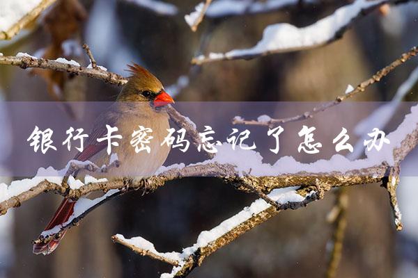 银行卡密码忘记了怎么办（银行卡密码忘记怎么办）