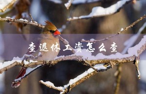 查退休工资怎么查（支付宝查退休工资的方法）