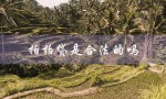 拍拍贷是合法的吗（拍拍贷合法利息多少）